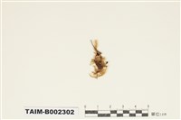 藏品(皺葉粗枝苔)的圖片